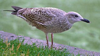 Observing Juvenile European Herring Gull Do Just About Nothing