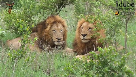 Male Lions Social Behaviour