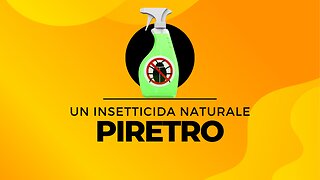 Piretro, un insetticida naturale