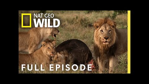 In the Operating Room: A While Bengal Tiger Emergency (Full Episode) | Animal ER