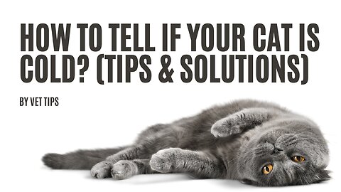 How to Tell if Your Cat is Cold? (Tips & Solutions)