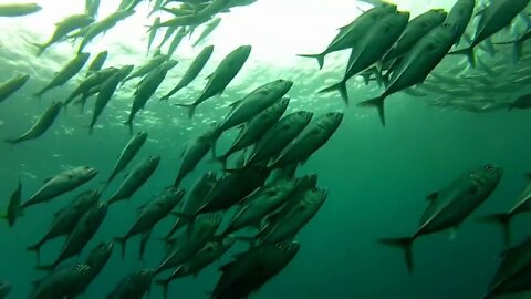 Shoal of jack fish in tulemben in Bali, Indonesia (2)