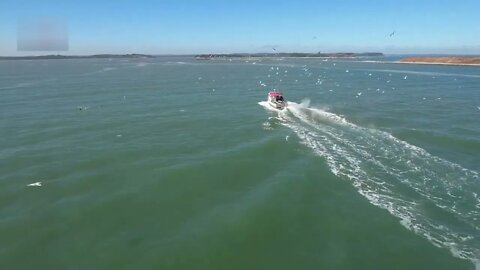 drone footage Flock of Seagulls off Wedge Island 2022