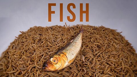 10 000 Mealworms vs. FISH