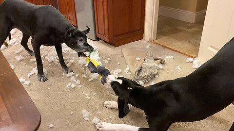 Cats ignore Great Danes' epic stuffing snowstorm