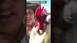 Sylvester the rooster ❤️ lovely boy