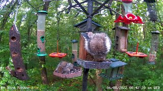 Immature pileated feeding? 6/8/2022