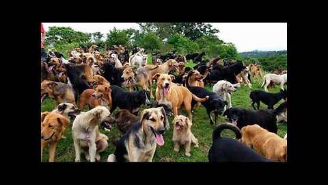 Territorio de Zaguates Land of The Strays Dog Rescue Ranch Sanctuary in Costa Rica