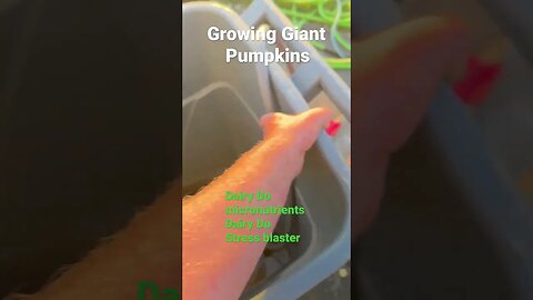 Giant Pumpkin Watering #pumpkinplant #garden #pumpkinleaves