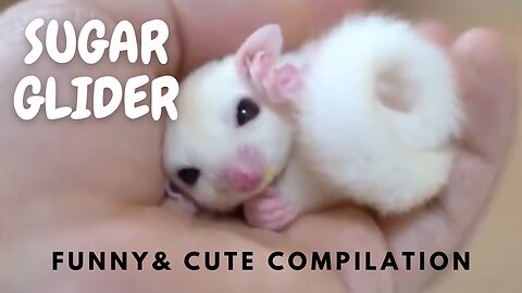 SUGAR GLIDERS Funny & Cute Compilation