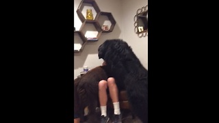 A dog owner pets his massive Newfoundland. But what happens when the other one finds out? OMG!