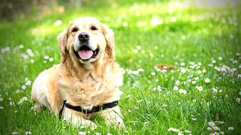 The History and Origins of the Labrador Retriever