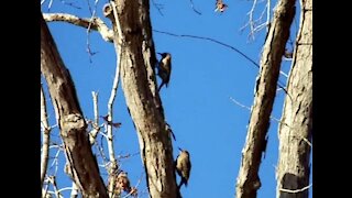 Two immature red headed woodpecker.