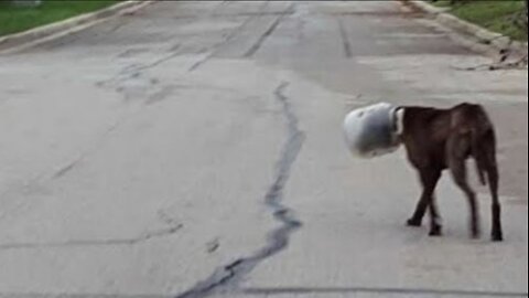 The poor man walked like this for several days without food and water