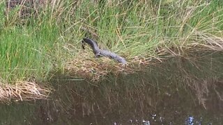 Small Gator south Florida