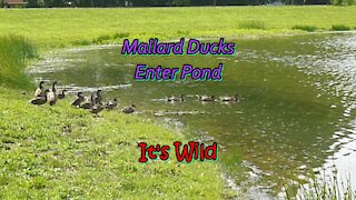 Mallard Ducks In A Row