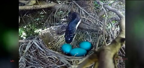 The tragic end of king cobra snake after eating of eagle eggs