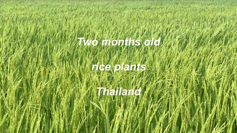 Two months old rice plants in Thailand