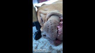 160lb pitbull talking in his sleep!! Sooo funny!!!