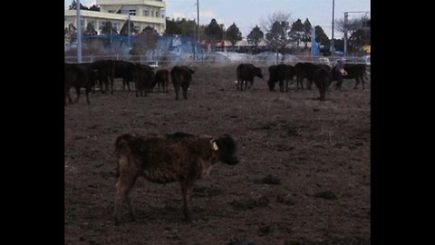 Man Looks After Animals In Nuclear Fallout Zone