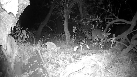 Trail Camera: Whitetail Buck