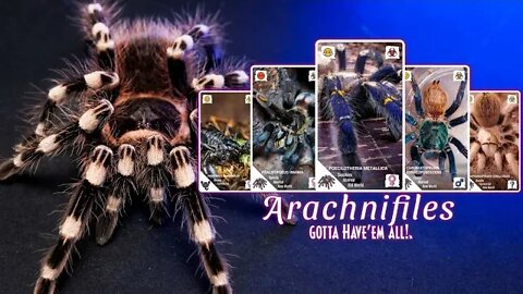 NEW TARANTULA APP! Arachnifiles Review & Tutorial