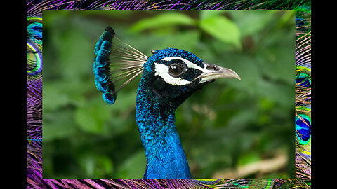 Peacock In The World Rare peacock colors