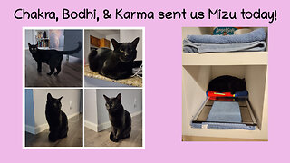 Chakra, Bodhi, & Karma sent us Mizu today!