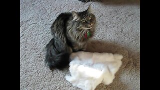 Alex Playing with Rabbit Fur