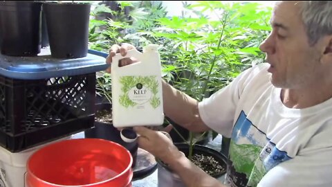 Fertilizing Cannabis in Veg