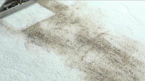 Carpet Cleaning $33 per Room // Zerorez Denver