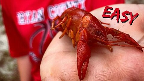 Catching Creek Crawfish behind the house! (Catch-clean-cook)