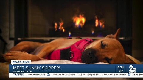 Sunny Skipper the dog is up for adoption at the Maryland SPCA