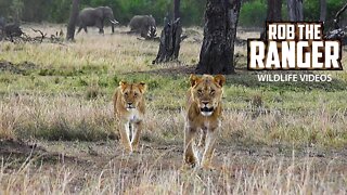 Lions Of The Maasai Mara: Marsh Pride Legacy | Kenyan Safari | Zebra Plains