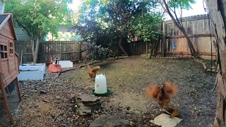 My Backyard Chickens - Episode 102