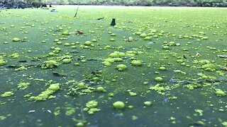 The Swamp Bubbles Up!!