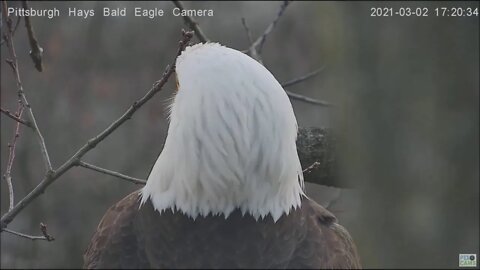 Hays Eagles Dad flys from woods limb to cam tree and back to nest branch 3.2.21 5:16PM