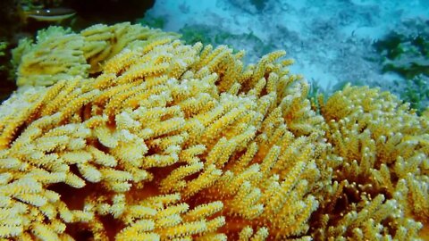 Vibrant yellow soft corals under an overhang of a tropical island, Raja Ampat, Indonesia