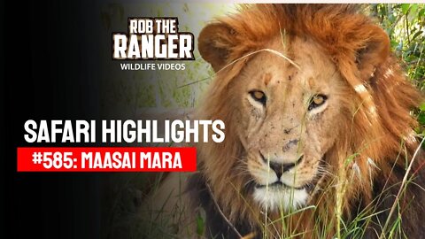 Safari Highlights #585: 03 January 2021 | Maasai Mara/Zebra Plains | Latest Wildlife Sightings