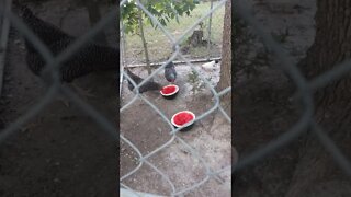 Chickens Eating Watermelon