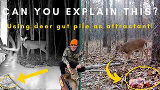 Help me hunters! Can gut pile be used as deer attractant? Experiment with surprising results!