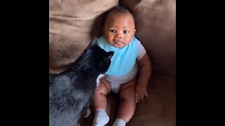 Cat meets baby for first time