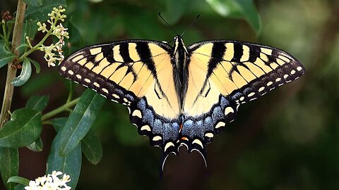 Yellow Swallowtail Butterfly Drinking Nectar