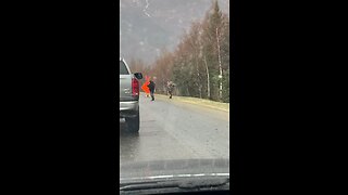 Dead Bear Surprise in Traffic