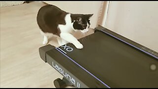 Funny Cats PlayTreadmils