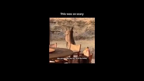 These kangaroos Fighting on someone’s table 💀💀💀💀