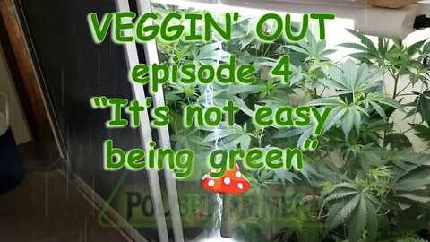 VEGGIN' OUT! w/ PolishHammer Episode 4 "It's not easy being green" #SouthBayGenetics 🍑🍆🥦🍍🔨