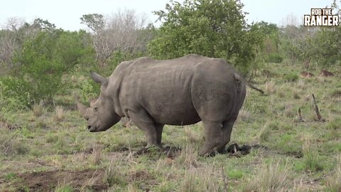 Young Southern White Rhino Bull At A Midden