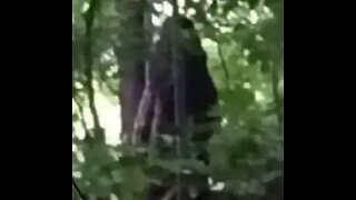 Bigfoot Witnessed in Greene County, PA