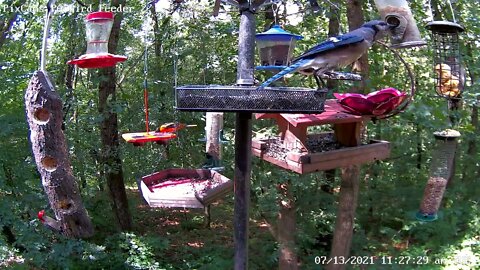 Baltimore Oriole and Scarlet Tanager fight over jelly feeder